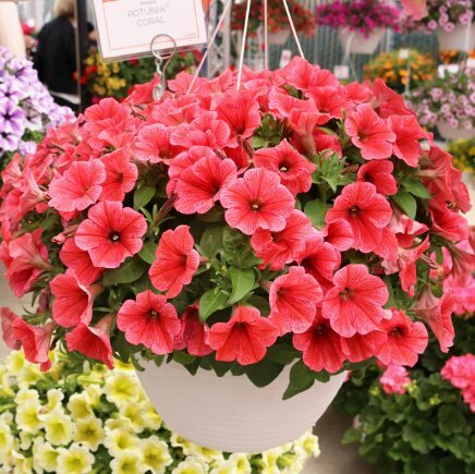 Petūnija 'Mini Vista Coral'